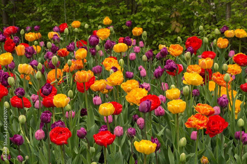 Fototapeta premium Abundant colorful Tulip flowers in springtime in the rain background