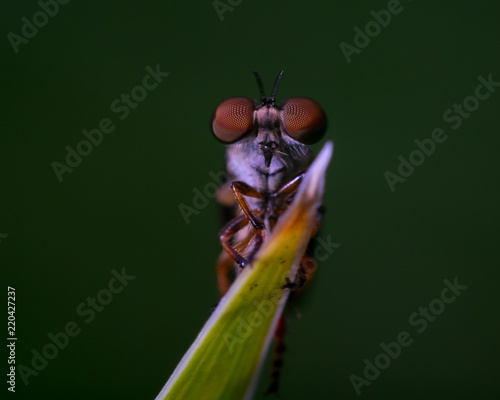 fly on leaf green background