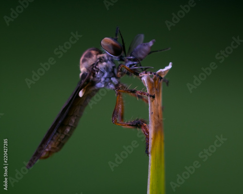 bug with kill