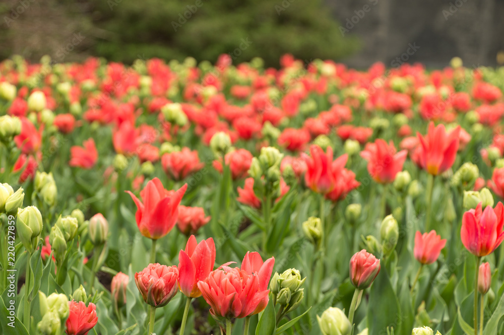 Abundant colorful Tulip flowers in springtime in the rain background