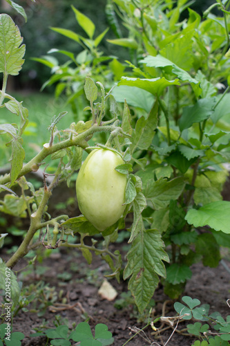 Wallpaper Mural tomatoes Torontodigital.ca