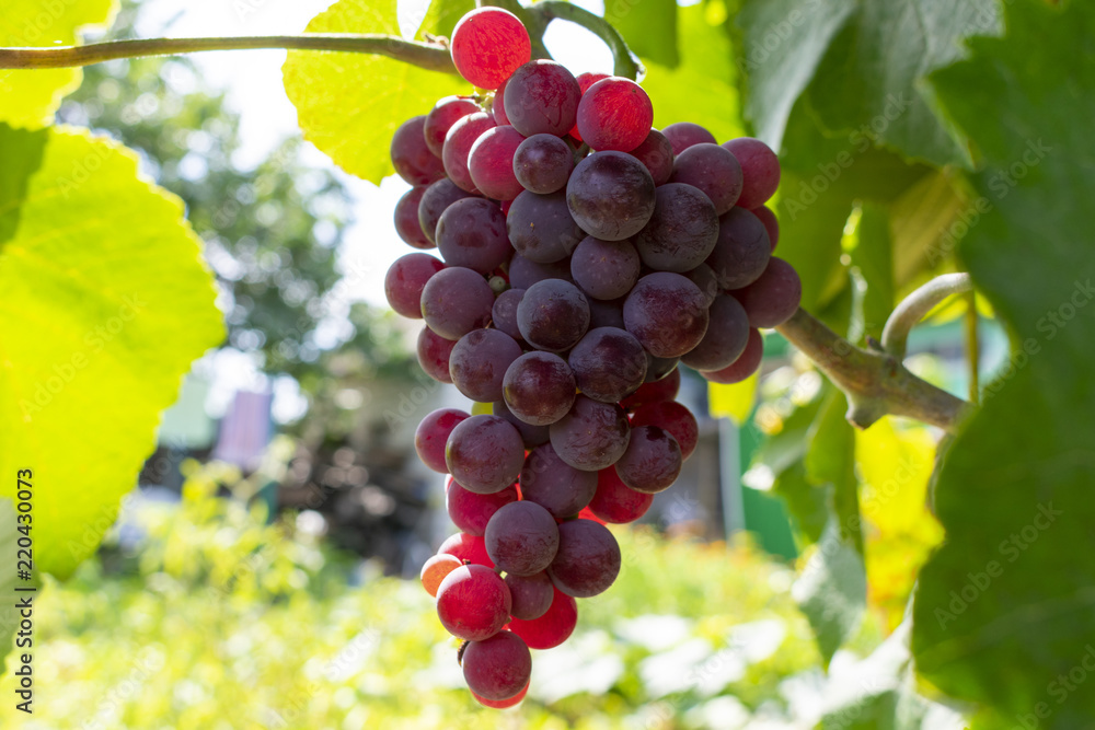 a bunch of pink grapes growing on a branch in the garden, close-up a bunch of pink grapes growing on a branch in the garden, close-up