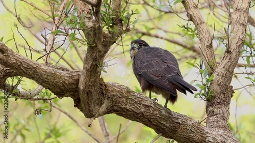 The New Zealand falcon (k?rearea in M?ori, Falco novaeseelandiae) launches from tree to dive prey. photo
