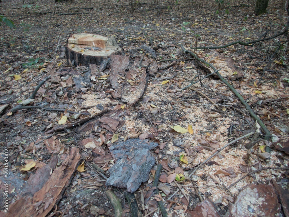 Fototapeta premium rest of a cut tree in a forest