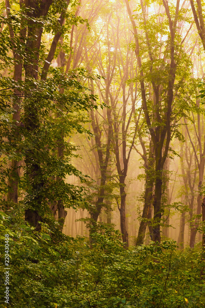 Obraz premium Dense trees in the woods in the mist during the sunrise_