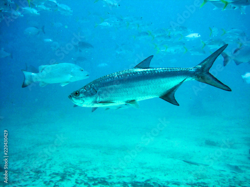 Swimming with sea animals in Hol Chan Marine Reserve, Belize photo