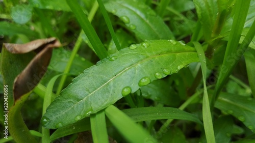 Fresh leafs with drops