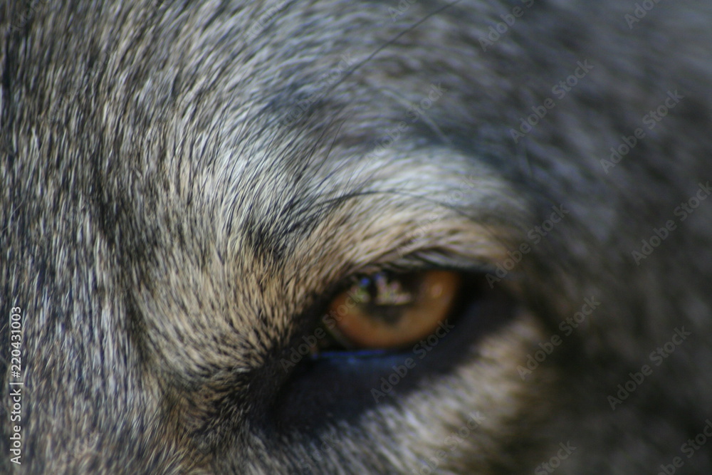 Fototapeta premium Balus Auge