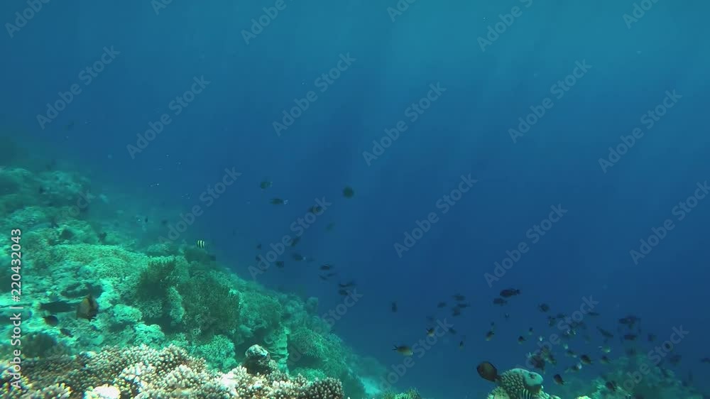 Intact coral reef with small fish swimming around. Deep blue color. Intact coral reef with small fish swimming around. Deep blue color.