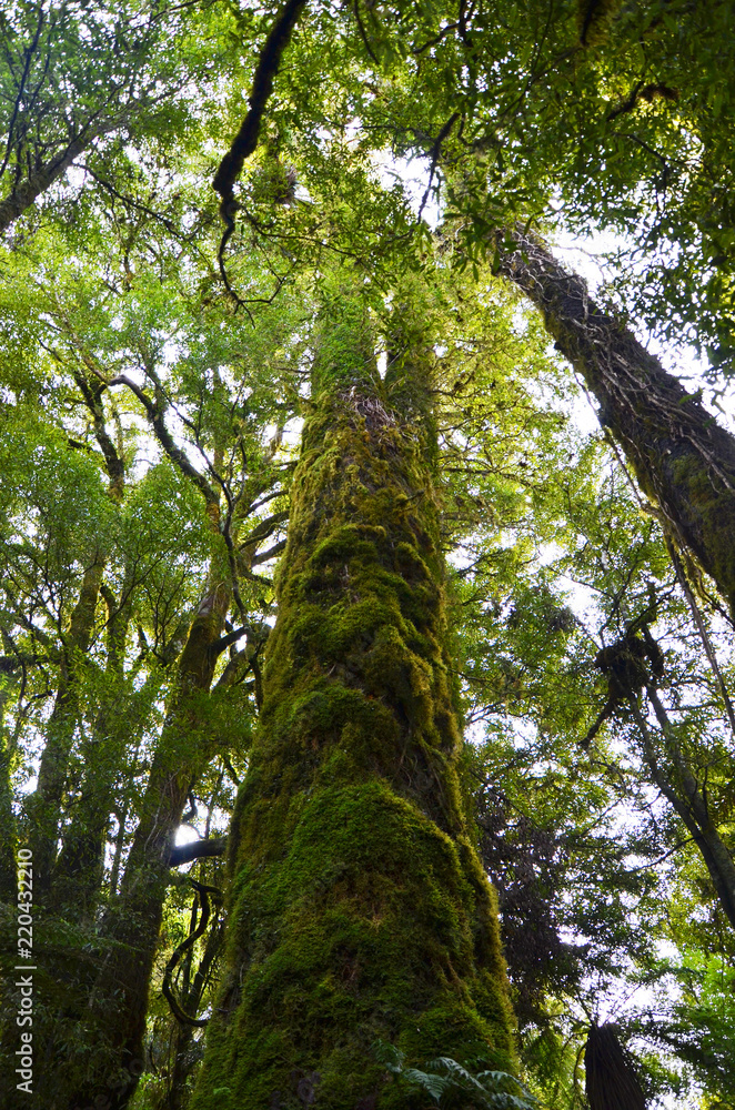 Fototapeta premium Moss on a tree in New Zealand