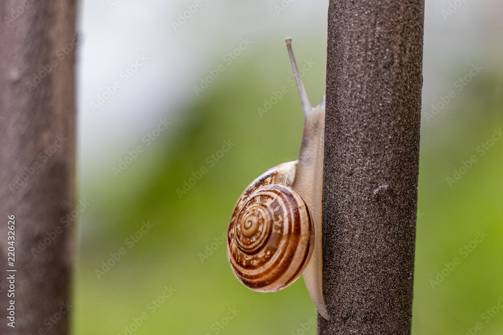 Close up of brown snail, slowly crawling down an iron bar, after massive  storm. Garden wildlife, outdoor, natural light, organic patterns. Stock  Photo | Adobe Stock