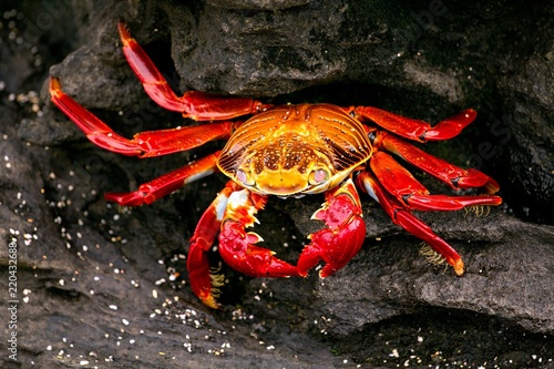 Sally lightfoot crab photo