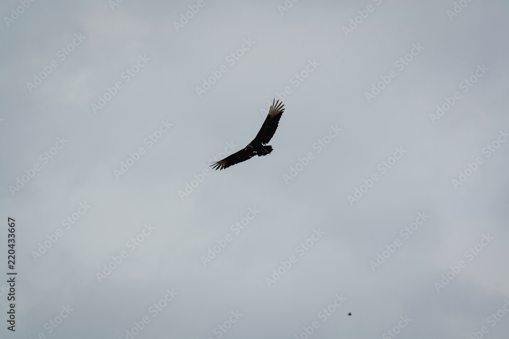 silhouette of bird with outstretched wings silhouette of bird with outstretched wings