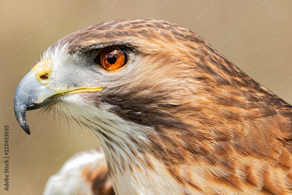 Obraz premium Majestic Hawk close up while studying his hunting grounds. Details of the bright orange Eye and Iris.