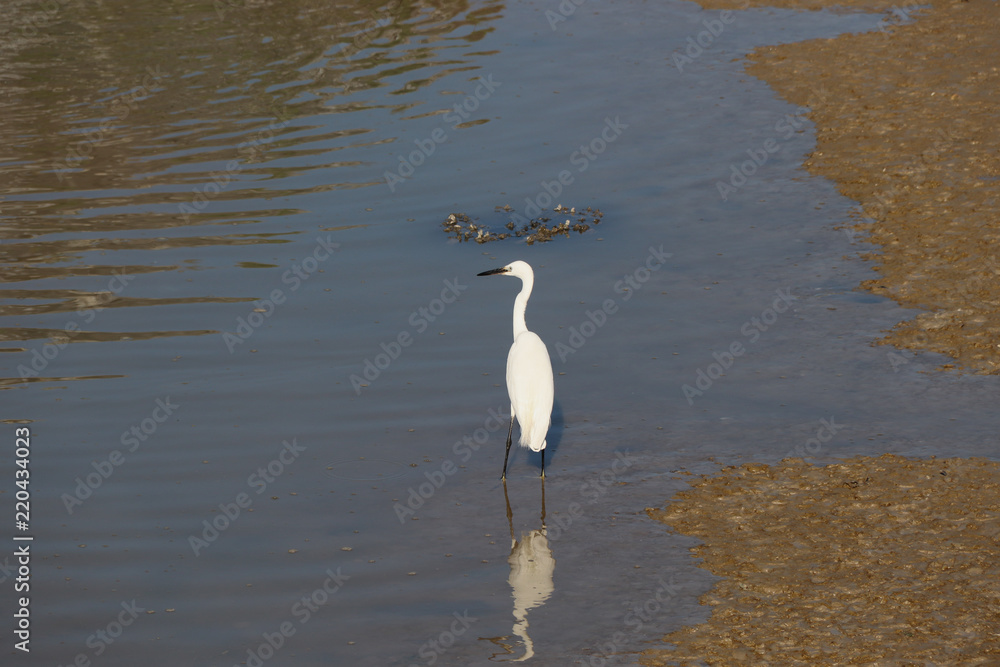 Obraz premium Charente-Maritime - Aigrette Blanche
