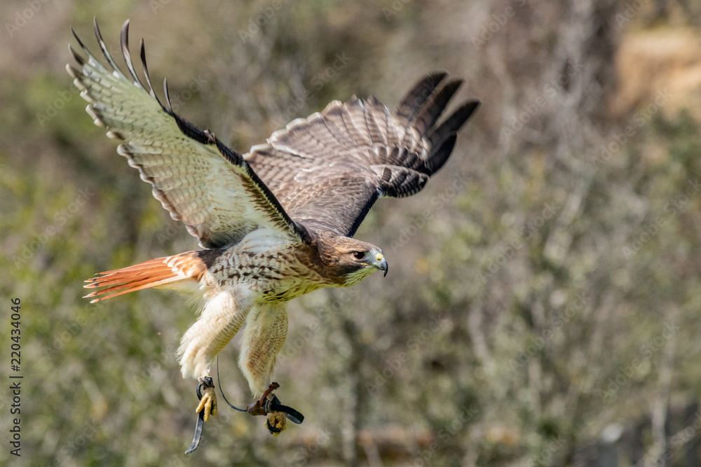 Fototapeta premium Noble Hawk watching and observing his hunting grounds.