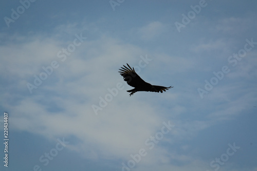 silhouette of bird with outstretched wings