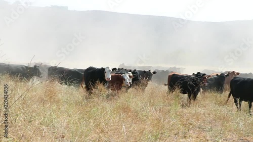 Black Angus cattle approaching camera peacefully, eventually stopping and observing the object in front of them photo