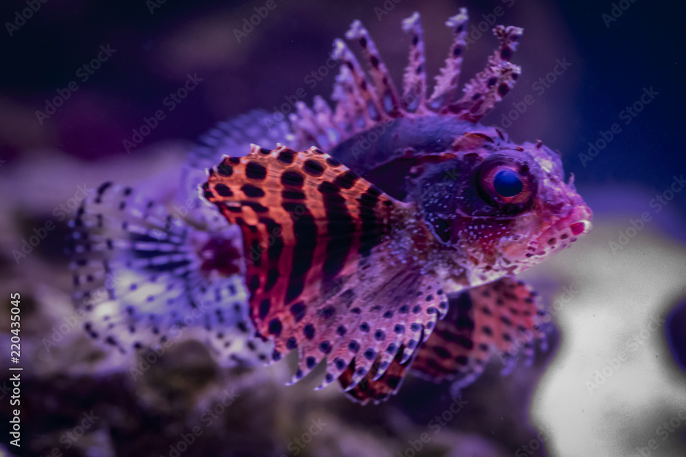 Fuzzy Dwarf Lion Fishh