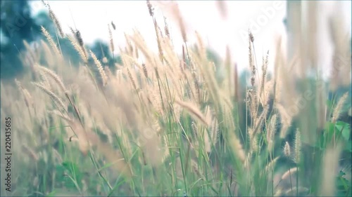 Blurred beautiful low field grass in country of Thailand.
