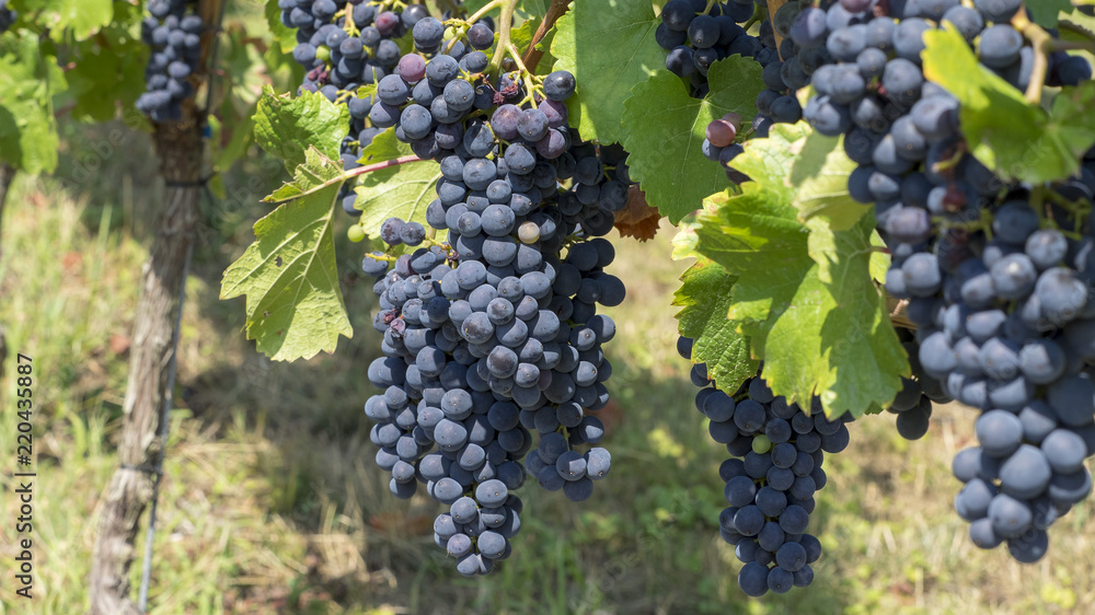 Obraz premium Cépages du Markgräflerland dans le sud de l'Allemagne. Pieds de vignes et grappes de raisin du terroir des collines de Tullingen