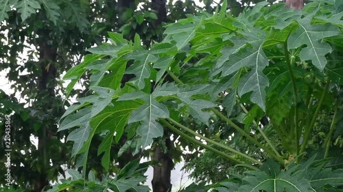 Rain drops papaya heavily.