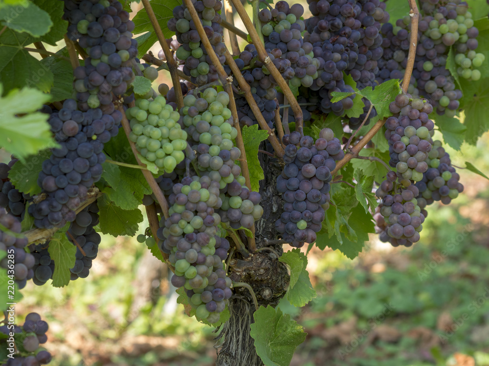 Cépages du Markgräflerland dans le sud de l'Allemagne. Pieds de vignes et grappes de raisin du terroir des collines de Tullingen