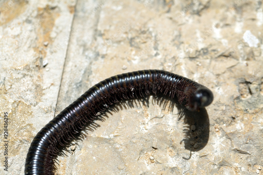 Black caterpillar skolopendra on a stone floor in Israel Black caterpillar skolopendra on a stone floor in Israel
