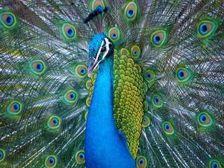 Fototapete Pfau Pfauenmännchen präsentiert sein Federrad  © Shannon Dunaway