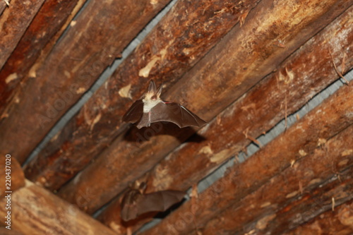 Bat flying in a wood house in the night