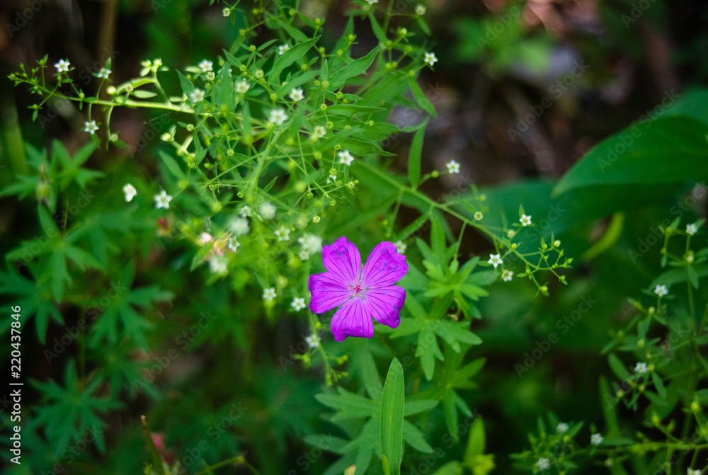 purple flower