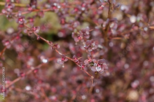 Detail of red berber Berberis. There is a drop of dew on the flower.