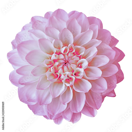 Fototapeta Naklejka Na Ścianę i Meble -  flower pink white dahlia isolated on white background. Close-up. Element of design. Nature.