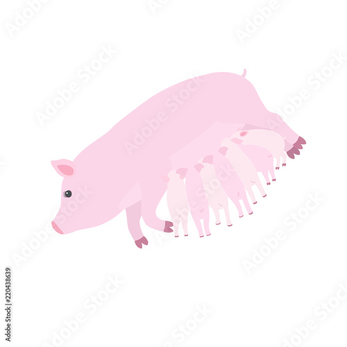 Pig feeding piglets, vector flat illustration