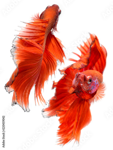Betta fish in freedom action