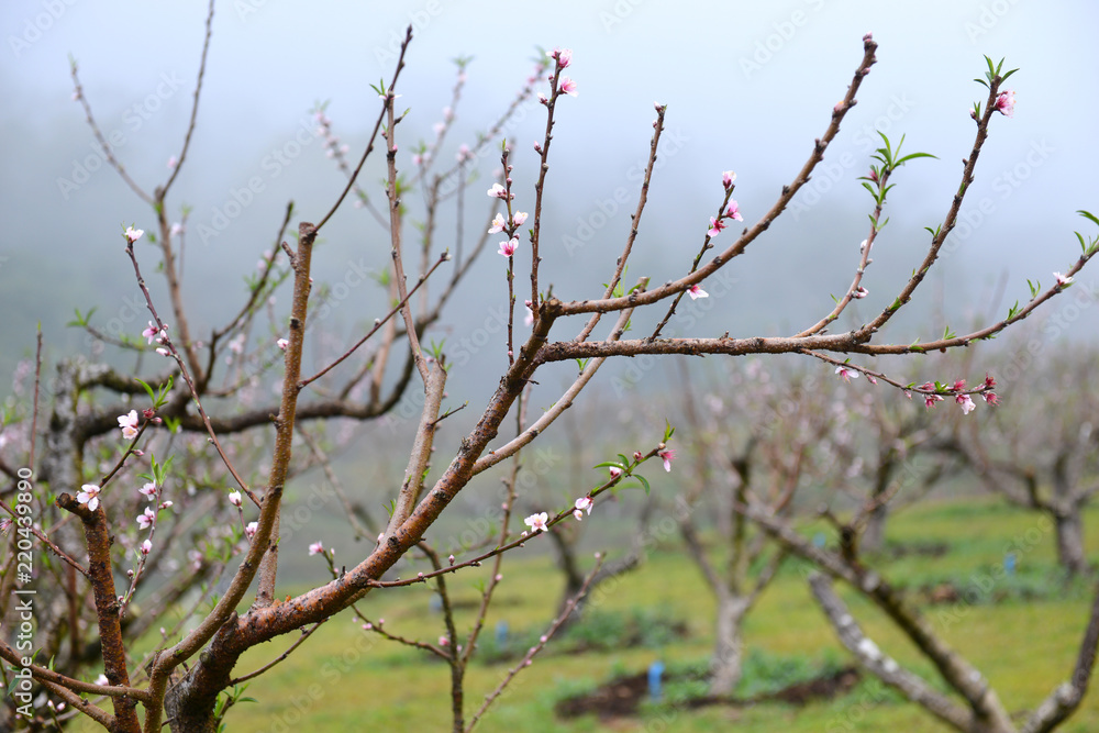 Winter fresh blossom