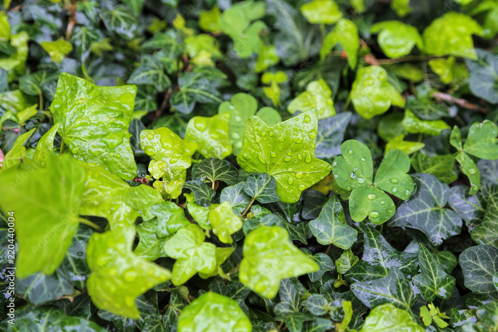 Close-up of wet plants with water drops, natural bright green background Close-up of wet plants with water drops, natural bright green background