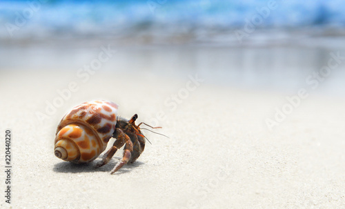 Tableau sur toile hermit crab walking on the beach.