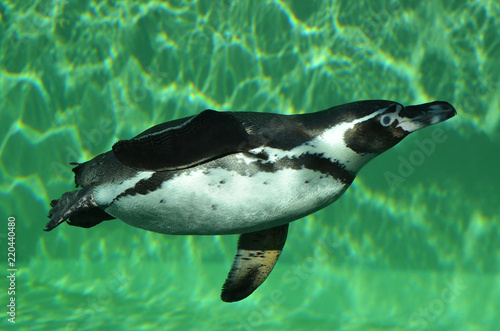 Пингвин плавает под водой.