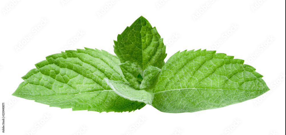 mint leaves isolated mint leaves isolated