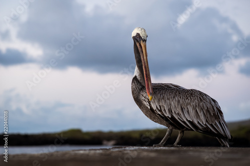 Pelican at Dusk in the Galapagos, Floreana Island photo