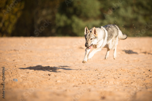 Czechoslovak wolfdog © A Photo