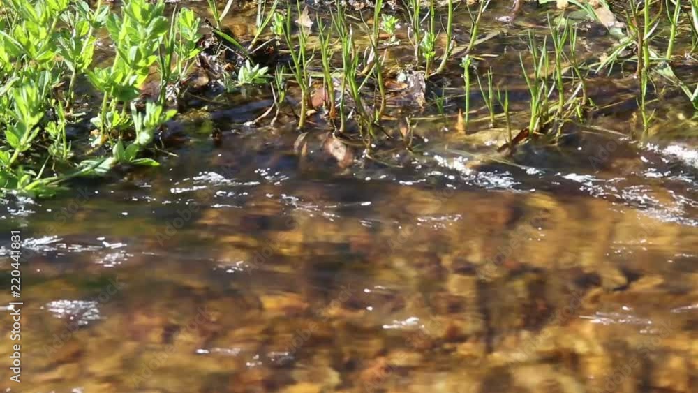 Flowing fresh water stream with grass Flowing fresh water stream with grass
