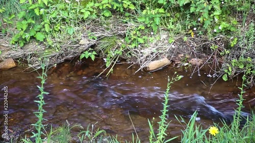 Fresh water flows in small stream with green grasses