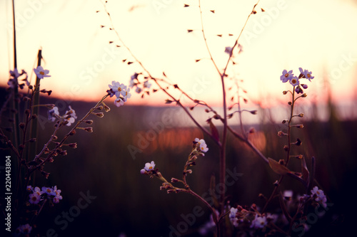 flowers on the sunset background