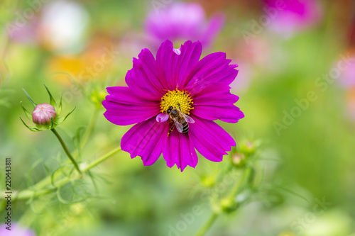 Violet garden cosmos flower with a bee
