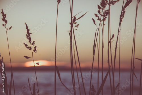 Grass at sunset.Background.