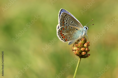 Wallpaper Mural Hauhechel-Bläuling Torontodigital.ca