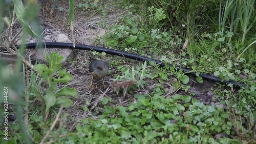 Bird eats insects in organic garden next to water pipe