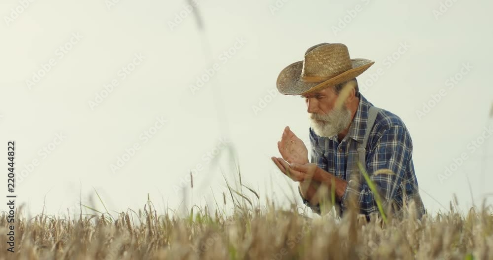 Caucasian old grey haired man farmer in the hat sitting in the field and examining grain while pouring it from hand to hand. Caucasian old grey haired man farmer in the hat sitting in the field and examining grain while pouring it from hand to hand.